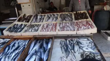 سعر السمك اليوم السبت، صعود جديد في البلطي وهبوط في البوري والجمبري